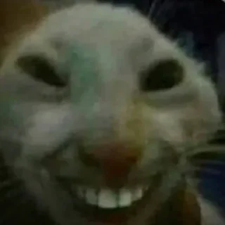 Sticker from this cat