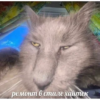 Sticker from Кот Ромэо//1 годик