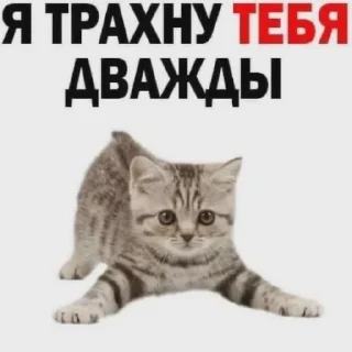 🔞 emoji Кот Ромэо//1 годик Telegram sticker 15 of 120