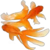 🐠 emoji SiriusBs by @l1xxen Telegram sticker 12 of 24