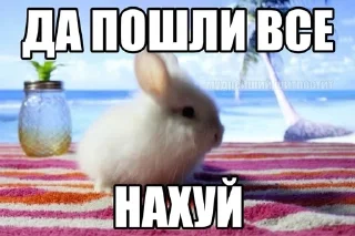 🌟 emoji кошкин дом Telegram sticker 6 of 19