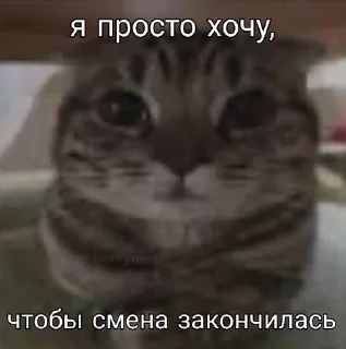 🙏 emoji кошкин дом Telegram sticker 12 of 19