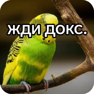 Sticker from Жди докс