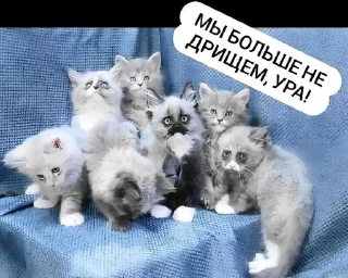 😔 emoji Одааа ебаний палоний стикери ➡️ @Ctikerubot Telegram sticker 1 of 66