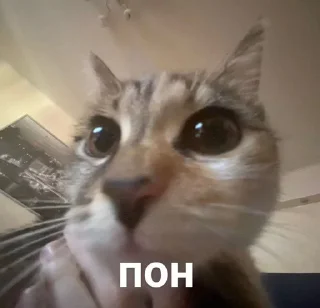 🙄 emoji мяу Telegram sticker 8 of 17