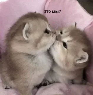 💗 emoji мяу Telegram sticker 15 of 17