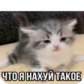 Sticker from Кеты мемы