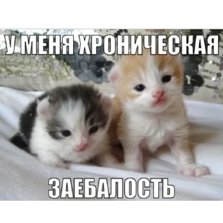 Sticker from Кеты мемы