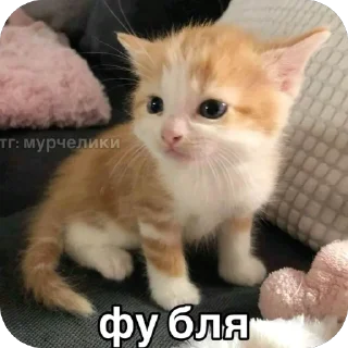 Sticker from Кеты мемы