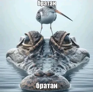 Sticker from Поел опиши утки Лондон😳