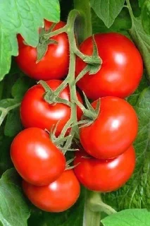 🍅 emoji Помидоры Telegram sticker 6 of 19