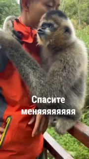 😂 emoji Автор стикеров @nipik_Official Telegram sticker 7 of 48