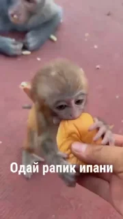 🥵 emoji Автор стикеров @nipik_Official Telegram sticker 18 of 48