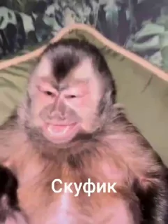 😎 emoji Автор стикеров @nipik_Official Telegram sticker 24 of 48