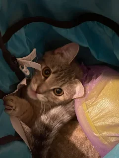 🐱 emoji фанклуб курамы Telegram sticker 15 of 21