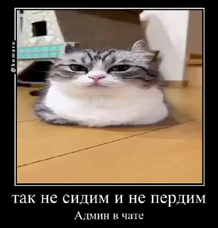 😎 emoji Стикеры @stickrubot @textmeru_bot Telegram sticker 19 of 50