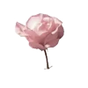 🤩 emoji pink lolita ➜ @emoji1 Telegram sticker 4 of 200