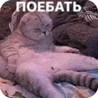 👍 emoji Еблан сквад ➡️ @Ctikerubot Telegram sticker 15 of 22
