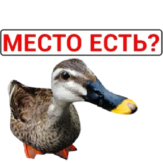 🦆 emoji Больше стикеров: @sticerru Telegram sticker 11 of 75