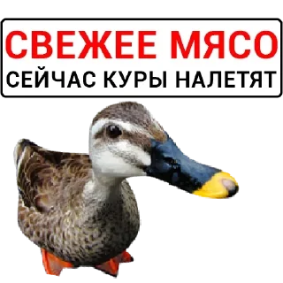 🦆 emoji Больше стикеров: @sticerru Telegram sticker 21 of 75