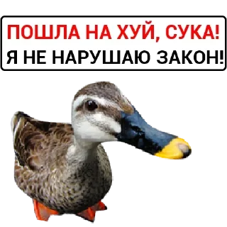 🦆 emoji Больше стикеров: @sticerru Telegram sticker 15 of 75