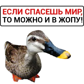 🦆 emoji Больше стикеров: @sticerru Telegram sticker 16 of 75