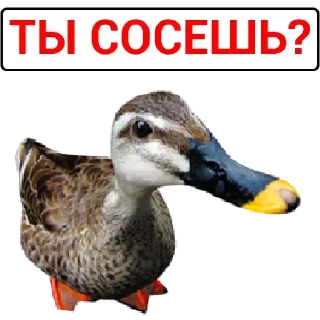 🦆 emoji Больше стикеров: @sticerru Telegram sticker 3 of 75