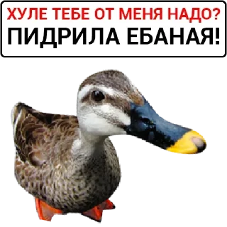 🦆 emoji Больше стикеров: @sticerru Telegram sticker 20 of 75