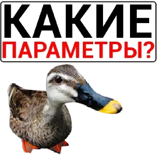 🦆 emoji Больше стикеров: @sticerru Telegram sticker 12 of 75