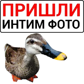 🦆 emoji Больше стикеров: @sticerru Telegram sticker 2 of 75