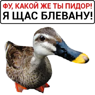 🦆 emoji Больше стикеров: @sticerru Telegram sticker 24 of 75