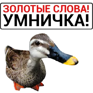 🦆 emoji Больше стикеров: @sticerru Telegram sticker 17 of 75