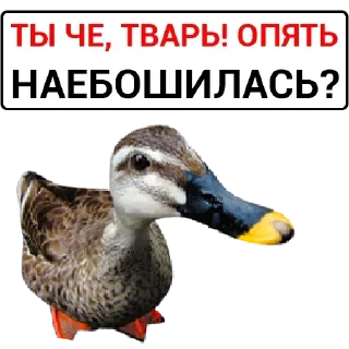 🦆 emoji Больше стикеров: @sticerru Telegram sticker 14 of 75