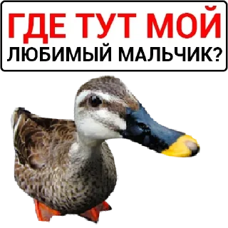 🦆 emoji Больше стикеров: @sticerru Telegram sticker 13 of 75