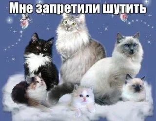 💀 emoji культ мияги и зеленого Telegram sticker 17 of 50