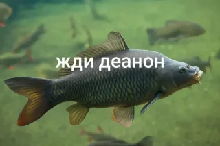🤩 emoji Жди докс @TgEmodziBot Telegram sticker 4 of 7