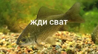 🤩 emoji Жди докс @TgEmodziBot Telegram sticker 2 of 7