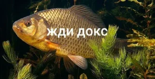 🤩 emoji Жди докс @TgEmodziBot Telegram sticker 5 of 7