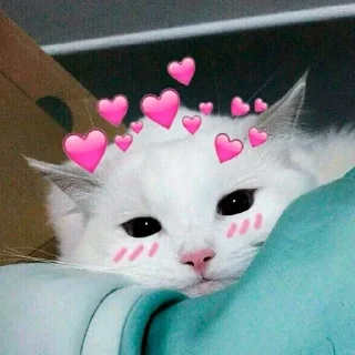 🐱 emoji krutoi872 club Telegram sticker 16 of 69