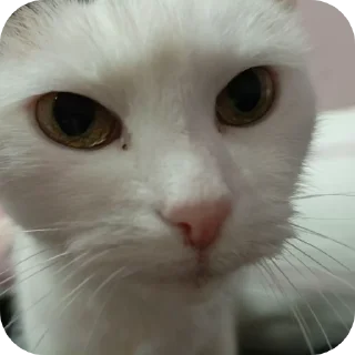 🐱 emoji Лори, он пинается ➡️ @Ctikerubot Telegram sticker 13 of 45
