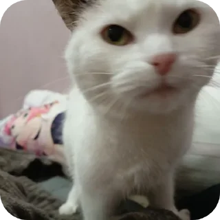 🐱 emoji Лори, он пинается ➡️ @Ctikerubot Telegram sticker 12 of 45