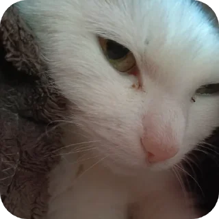 🐱 emoji Лори, он пинается ➡️ @Ctikerubot Telegram sticker 11 of 45