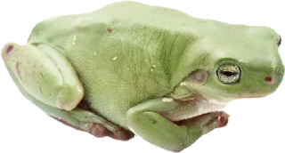 🐸 emoji Больше стиков тут: @stikery4 Telegram sticker 6 of 120