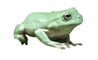 🐸 emoji Больше стиков тут: @stikery4 Telegram sticker 9 of 120