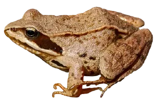 🐸 emoji Больше стиков тут: @stikery4 Telegram sticker 7 of 120