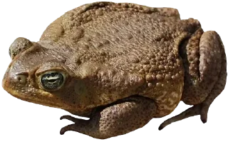 🐸 emoji Больше стиков тут: @stikery4 Telegram sticker 10 of 120