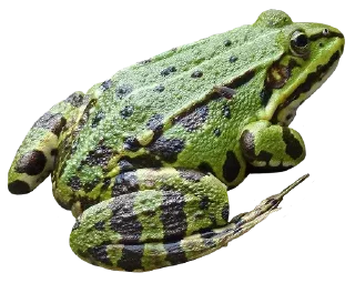 🐸 emoji Больше стиков тут: @stikery4 Telegram sticker 8 of 120