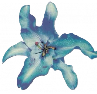 🌺 emoji Blue 💙 @xkysluv Telegram sticker 7 of 53