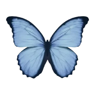 🦋 emoji Blue 💙 @xkysluv Telegram sticker 6 of 53