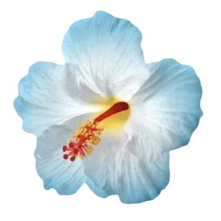 🌺 emoji Blue 💙 @xkysluv Telegram sticker 5 of 53